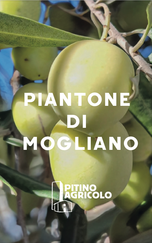 Piantone di Mogliano monovarietal image 1